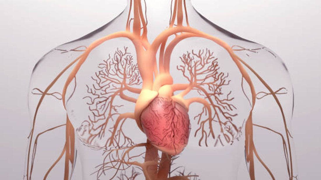 Heart health must include the blood vessels. What do you think this means?